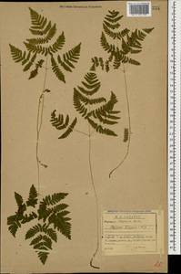 Gymnocarpium dryopteris (L.) Newman, Caucasus, Stavropol Krai, Karachay-Cherkessia & Kabardino-Balkaria (K1b) (Russia)