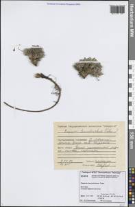 Oreomecon leucotricha (Tolm.) Krivenko, Siberia, Central Siberia (S3) (Russia)