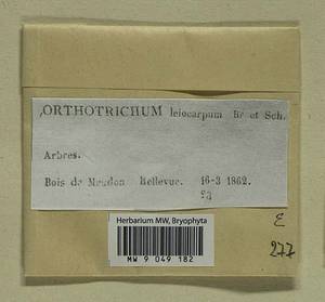 Lewinskya affinis (Brid.) F. Lara, Garilleti & Goffinet, Bryophytes, Bryophytes - Western Europe (BEu) (France)