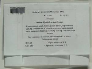 Mnium blyttii Bruch & Schimp., Bryophytes, Bryophytes - Krasnoyarsk Krai, Tyva & Khakassia (B17) (Russia)