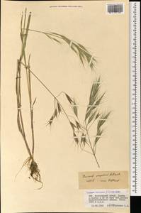 Bromus oxyodon Schrenk, Mongolia (MONG) (Mongolia)