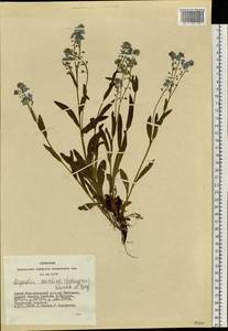 Myosotis alpestris F.W.Schmidt, Siberia, Altai & Sayany Mountains (S2) (Russia)