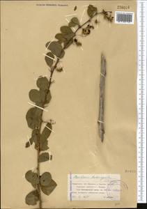 Berberis heteropoda Schrenk, Middle Asia, Northern & Central Tian Shan (M4) (Kazakhstan)