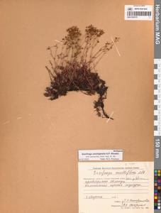 Saxifraga omolojensis A.P.Khokhr., Siberia, Chukotka & Kamchatka (S7) (Russia)
