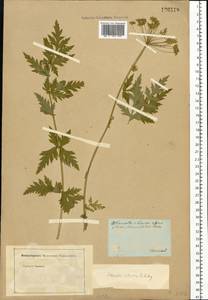 Seseli libanotis (L.) W.D.J.Koch, Siberia, Altai & Sayany Mountains (S2) (Russia)