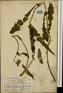 Sonchus asper (L.) Hill, Caucasus, Azerbaijan (K6) (Azerbaijan)