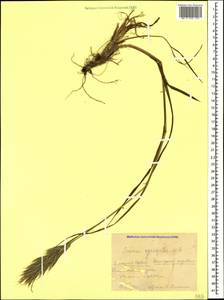 Bromus variegatus M.Bieb., Caucasus, Krasnodar Krai & Adygea (K1a) (Russia)