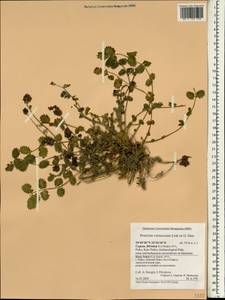 Poterium verrucosum Link ex G. Don, South Asia, South Asia (Asia outside ex-Soviet states and Mongolia) (ASIA) (Cyprus)