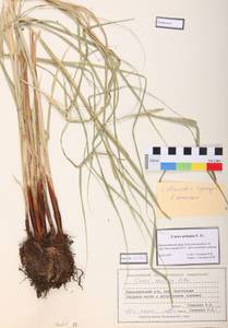 Carex atherodes Spreng., Siberia, Central Siberia (S3) (Russia)