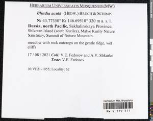 Blindia acuta (Hedw.) Bruch & Schimp., Bryophytes, Bryophytes - Russian Far East (excl. Chukotka & Kamchatka) (B20) (Russia)