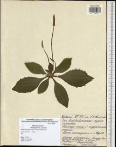 Plantago media L., Eastern Europe, Central region (E4) (Russia)