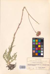 Jurinea cretacea Bunge, Eastern Europe, Lower Volga region (E9) (Russia)