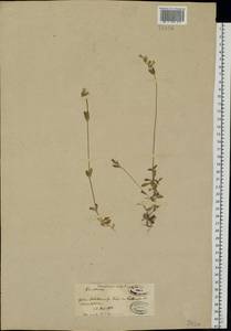 Cerastium holosteoides Fr., Eastern Europe, Belarus (E3a) (Belarus)