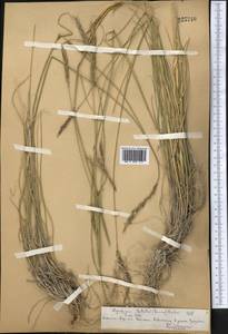 Kengyilia batalinii (Krasn.) J.L.Yang, C.Yen & B.R.Baum, Middle Asia, Northern & Central Tian Shan (M4) (Kazakhstan)