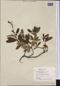 Chimaphila umbellata subsp. cisatlantica (S. F. Blake) Hultén, America (AMER) (United States)