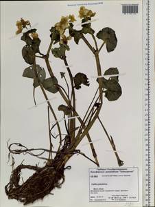 Caltha palustris L., Siberia, Central Siberia (S3) (Russia)