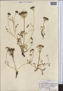 Schulzia albiflora (Kar. & Kir.) Popov, Middle Asia, Northern & Central Tian Shan (M4) (Kyrgyzstan)
