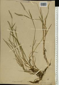 Alopecurus geniculatus L., Eastern Europe, Central region (E4) (Russia)