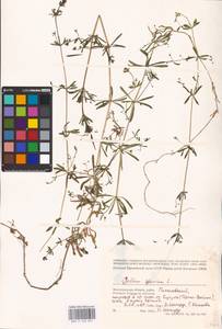 Galium spurium L., Eastern Europe, Lower Volga region (E9) (Russia)