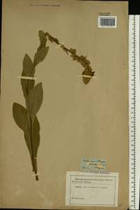 Verbascum densiflorum Bertol., Eastern Europe, Moscow region (E4a) (Russia)