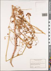 Leiotulus involucratus (Boiss. & Spruner) Pimenov & Ostr., Western Europe (EUR) (Greece)