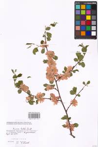 Prunus triloba Lindl., Eastern Europe, Moscow region (E4a) (Russia)