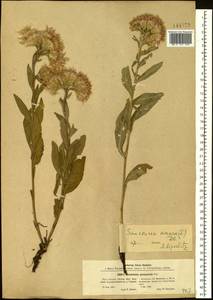 Saussurea amara (L.) DC., Siberia, Baikal & Transbaikal region (S4) (Russia)