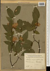 Ostrya carpinifolia Scop., Caucasus, Georgia (K4) (Georgia)