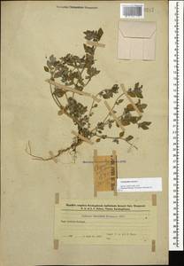 Chenopodium vulvaria L., Caucasus, Azerbaijan (K6) (Azerbaijan)