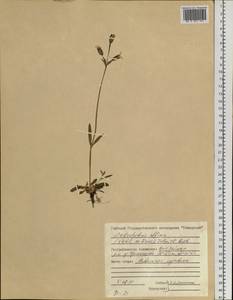 Silene involucrata subsp. involucrata, Siberia, Central Siberia (S3) (Russia)