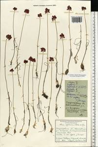 Allium regelianum A.K.Becker, Eastern Europe, South Ukrainian region (E12) (Ukraine)