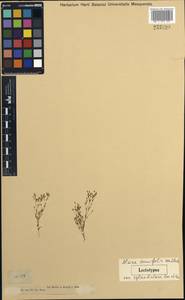 Alsine tenuifolia, Middle Asia, Dzungarian Alatau & Tarbagatai (M5) (Kazakhstan)