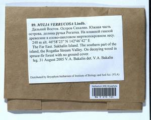 Mylia verrucosa Lindb., Bryophytes, Bryophytes - Russian Far East (excl. Chukotka & Kamchatka) (B20) (Russia)