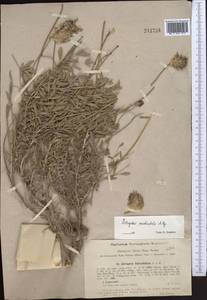 Astragalus pseudonobilis Popov, Middle Asia, Western Tian Shan & Karatau (M3)