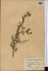 Lonicera microphylla Willd. ex Roem. & Schult., Middle Asia, Pamir & Pamiro-Alai (M2) (Kyrgyzstan)