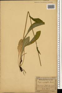 Crepis mollis subsp. succisifolia (All.) Dostál, Eastern Europe, North Ukrainian region (E11) (Ukraine)