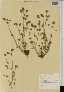 Trifolium striatum L., Western Europe (EUR) (Netherlands)