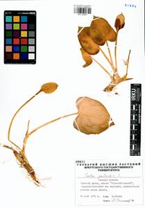 Calla palustris L., Siberia, Western Siberia (S1) (Russia)