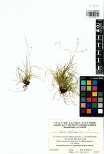 Carex loliacea L., Siberia, Baikal & Transbaikal region (S4) (Russia)