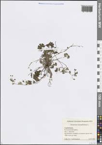 Geranium rotundifolium L., Caucasus, Azerbaijan (K6) (Azerbaijan)