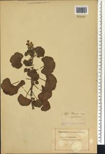 Pelargonium calycinum, Africa (AFR) (Not classified)