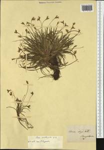 Carex ornithopoda Willd., Western Europe (EUR)