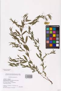 Lathyrus pratensis L., Eastern Europe, Central forest-and-steppe region (E6) (Russia)