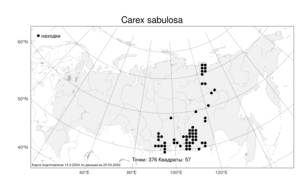 Carex sabulosa Turcz. ex Kunth, Atlas of the Russian Flora (FLORUS) (Russia)