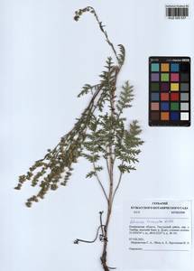 Artemisia laciniata Willd., Siberia, Altai & Sayany Mountains (S2) (Russia)
