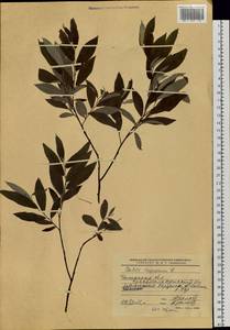 Salix lapponum L., Siberia, Western Siberia (S1) (Russia)