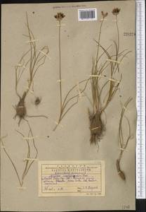 Allium inconspicuum Vved., Middle Asia, Western Tian Shan & Karatau (M3) (Kazakhstan)