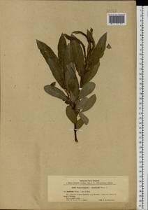 Salix caprea × viminalis, Eastern Europe, North-Western region (E2) (Russia)