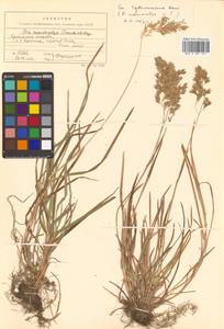 Poa macrocalyx Trautv. & C.A.Mey., Siberia, Russian Far East (S6) (Russia)