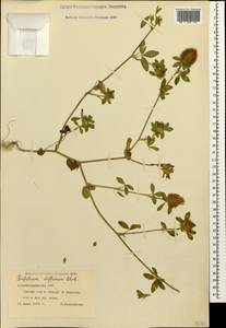 Trifolium diffusum Ehrh., Caucasus, Azerbaijan (K6) (Azerbaijan)